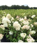 Hydrangea paniculata Diamantino